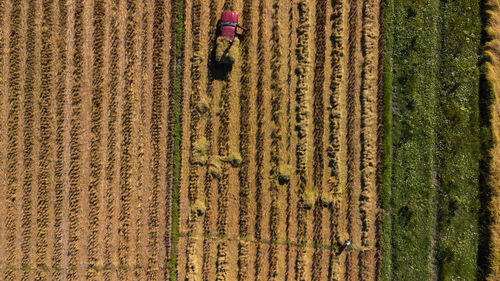 Full frame shot of agricultural field