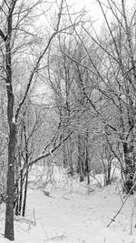 Bare trees on snow covered landscape