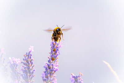 Close-up of bee pollinating flower