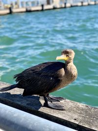 Close-up of bird perching on wood