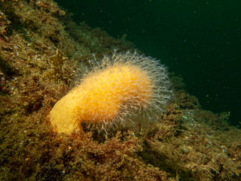 Close-up of fish swimming underwater