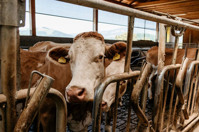 Cows standing in a shed