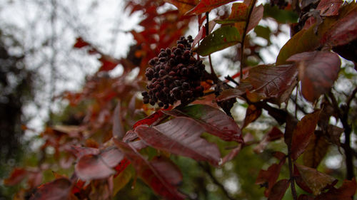 Close-up of autumnal leaves on tree