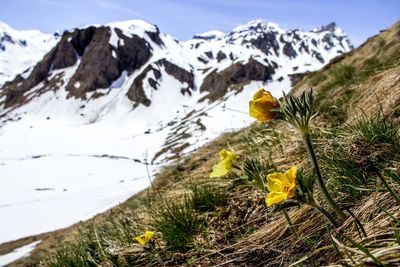 Close-up of yellow flower against mountain