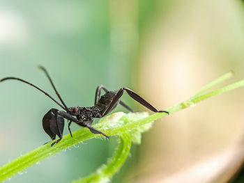 Close-up of spider on leaf