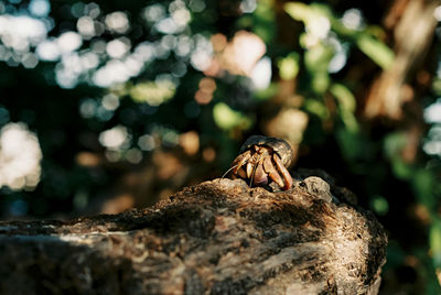 Soldier crab aka cobito