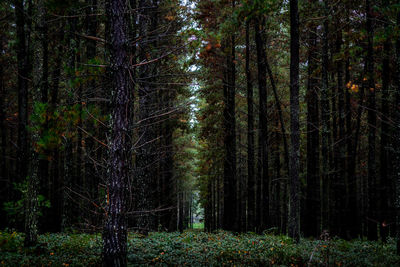 Trees in forest