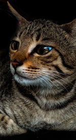 Close-up portrait of a cat