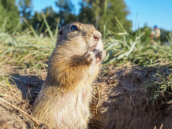 Close-up of meerkat