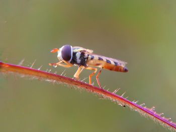 Close-up of insect on plant