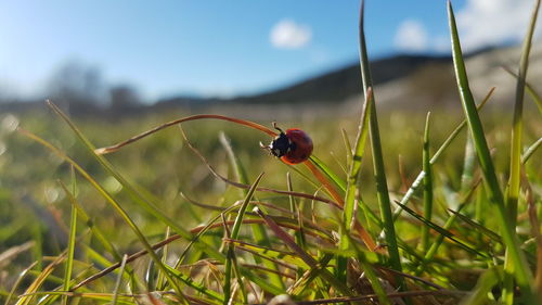 Close-up of ladybug on grass