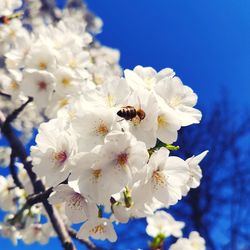 Close-up of bee on white cherry blossom