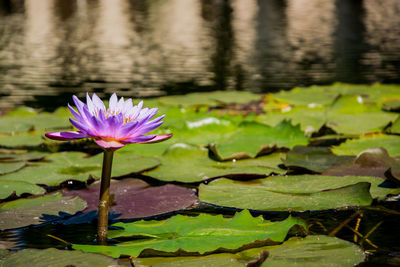 Close-up of water lily in lake