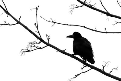 Low angle view of bird perching on branch against sky