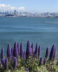 Purple flowers by sea against sky