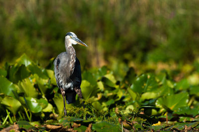 A great blue heron, ardea herodias, slowly walks thru lily pads at mill pond near plymouth, indiana