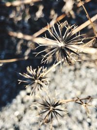 Close-up of wilted plant