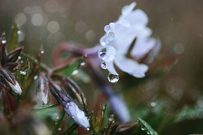 Close-up of wet plant leaves during rainy season