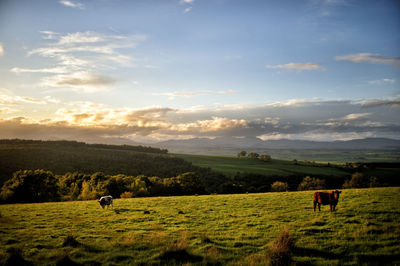 Scenic view of agricultural field against sky during sunset