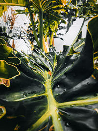 Close-up of yellow leaves on plant