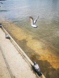 High angle view of bird flying over lake