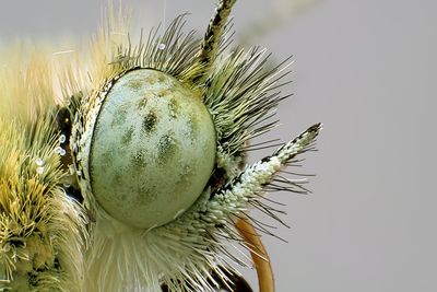 Close-up of thistle against sky