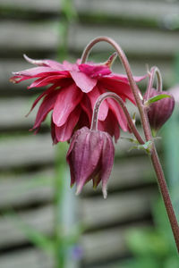 Close-up of pink flowering plant