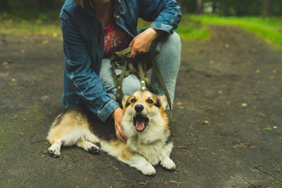 Corgi welsh pembroke in the summer with its owner