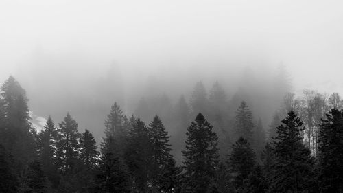 Pine trees in forest during foggy weather