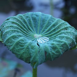 Close-up of green flowering plant