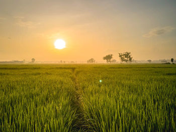 Scenic view of field against sky during sunset