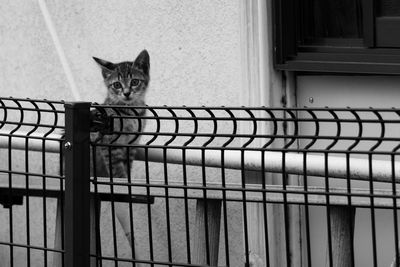 Portrait of cat sitting on metal structure