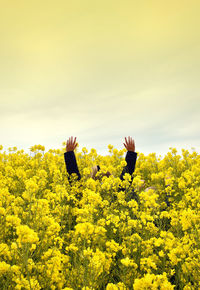 Scenic view of flower field against sky