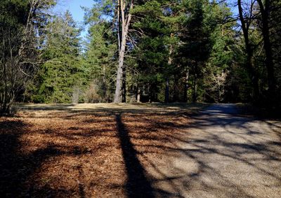 Dirt road amidst trees in forest