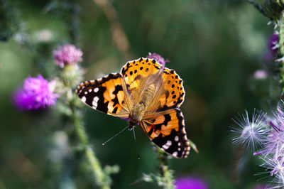 Close-up of butterfly pollinating on purple flower