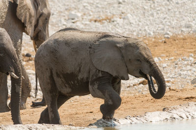 Side view of elephant drinking water from river