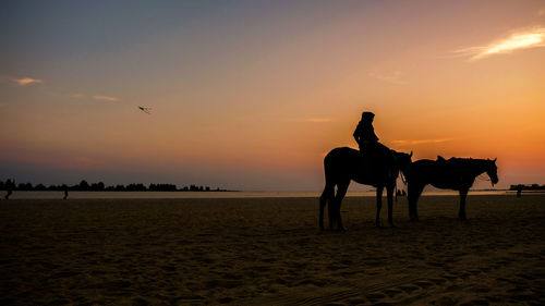 Silhouette horses on beach during sunset