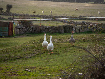 View of birds on field