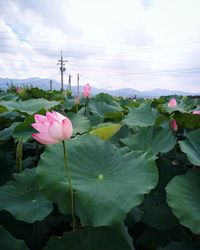 Close-up of pink flowers blooming against sky