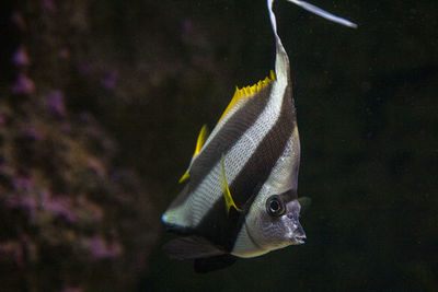 Close-up of fish swimming in sea