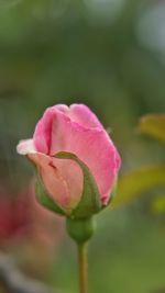 Close-up of pink rose blooming outdoors