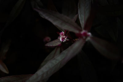 Close-up of flowering plant