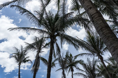 Low angle view of trees against sky