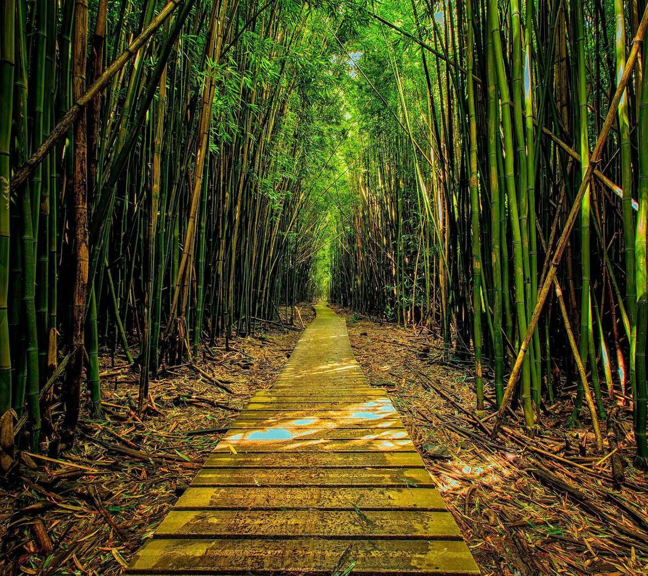 the way forward, diminishing perspective, tree, forest, tranquility, vanishing point, growth, nature, tranquil scene, narrow, beauty in nature, green color, long, pathway, woodland, footpath, scenics, walkway, plant, no people