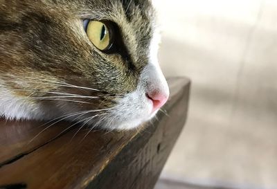 Close-up of a cat drinking water