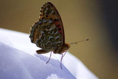 Close-up of butterfly on fabric