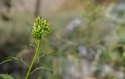 Close-up of flowering plant