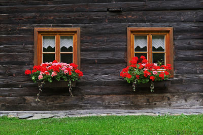 Potted plant against window of building