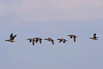 Low angle view of birds flying