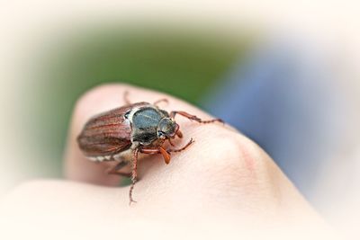 Close-up of insect on hand